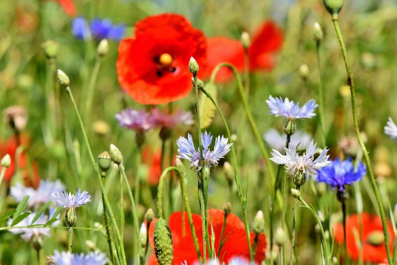 Blüten für einen Sommer