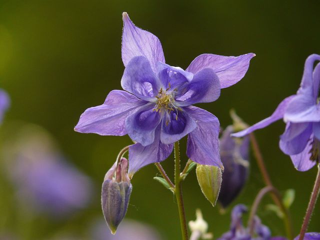 Schattige Blumenwiese