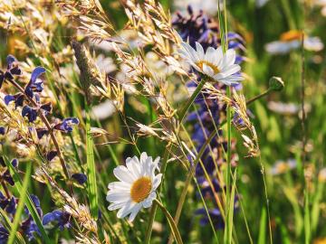 Sonnige Blumenwiese