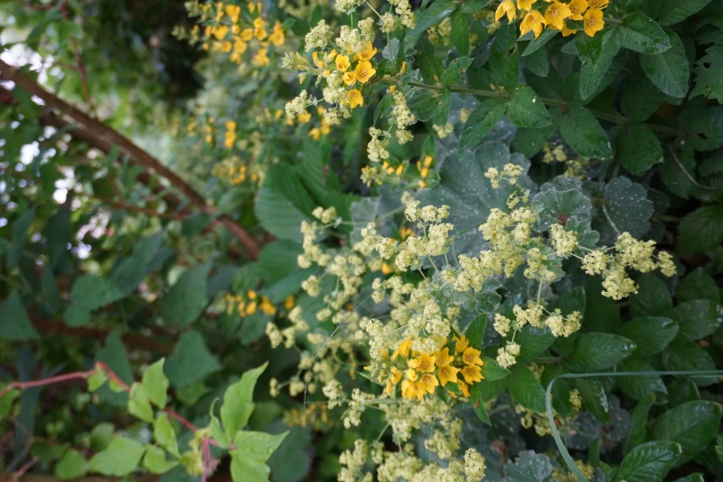 Wildblumen für den Schatten
